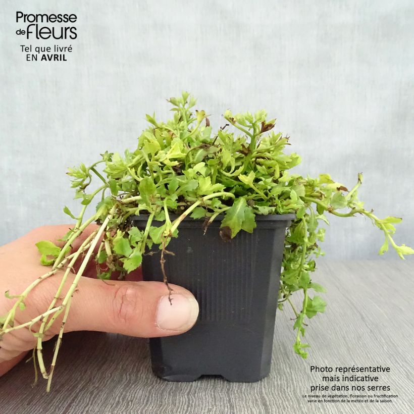 Exemplar von Mazus reptans Albus - Lippenmäulchen Kleine Töpfe von 8/9 cm wie im Frühjahr geliefert