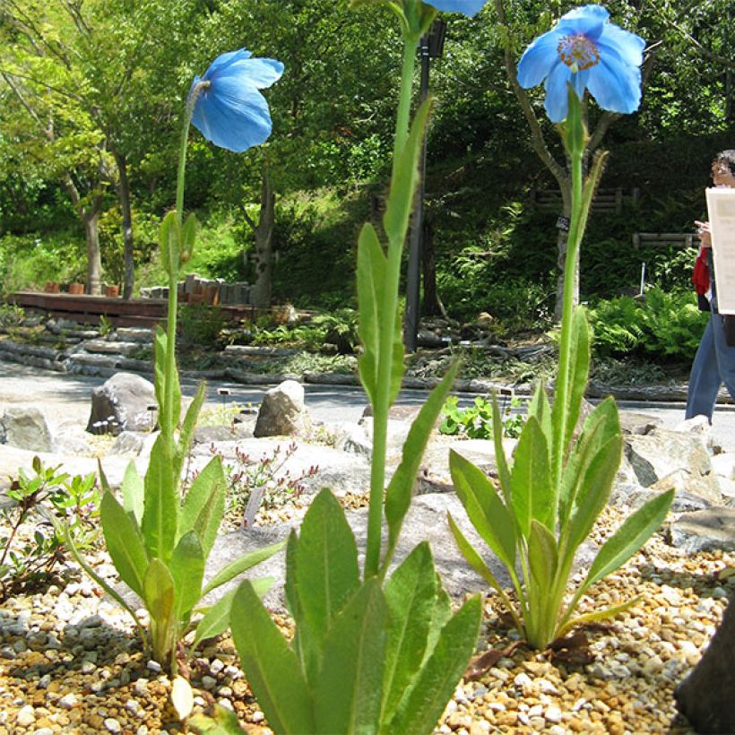 Meconopsis grandis - Großer Scheinmohn (Hafen)