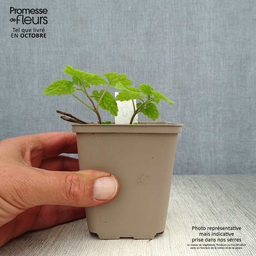 Exemplar von Meehania urticifolia - Asiatische Taubnessel Kleine Töpfe von 8/9 cm wie im Herbst geliefert