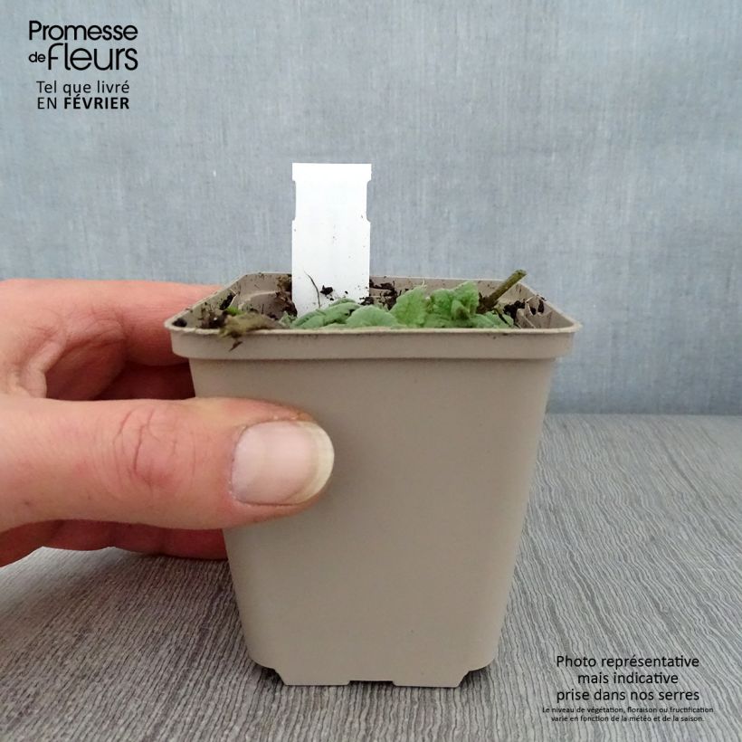 Exemplar von Meehania urticifolia - Asiatische Taubnessel Kleine Töpfe von 8/9 cm wie im Winter geliefert