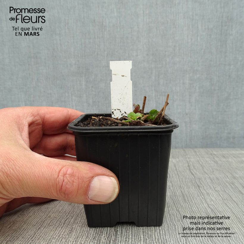 Exemplar von Meehania urticifolia Japan Blau - Asiatische Taubnessel Kleine Töpfe von 8/9 cm wie im Frühjahr geliefert