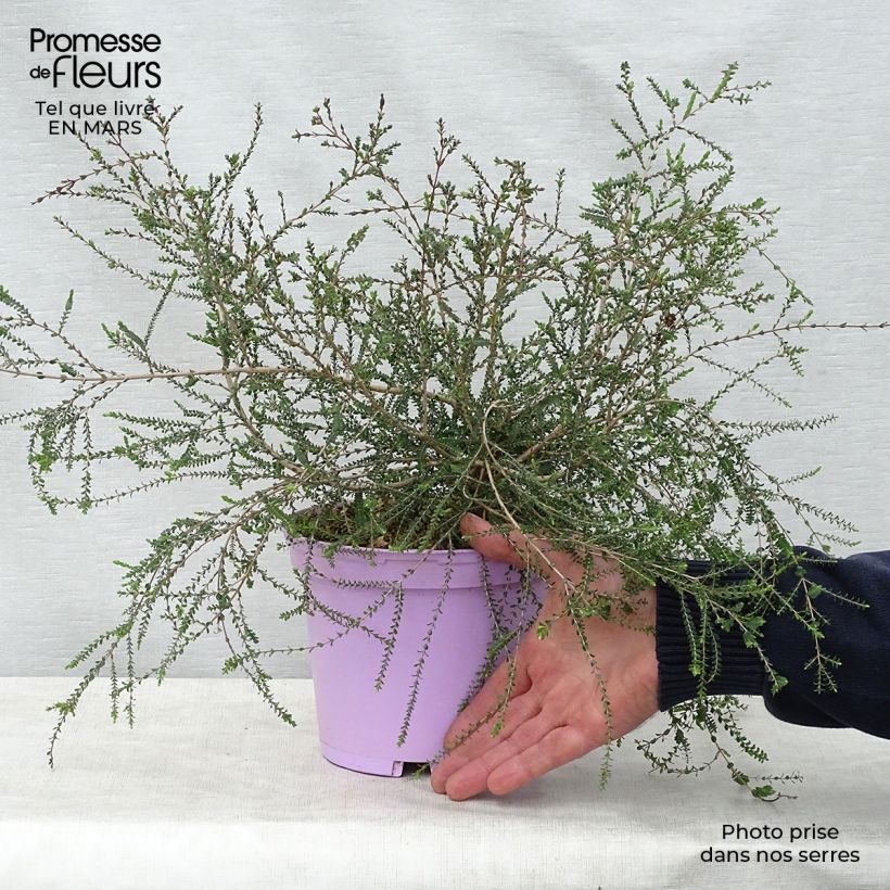 Exemplar von Melaleuca gibbosa - Myrtenheide Topf mit 2L/3L wie im Frühjahr geliefert