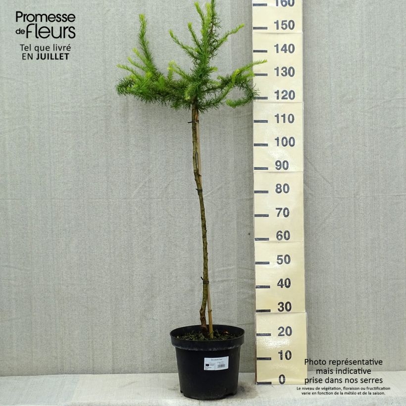 Exemplar von Larix kaempferi Diana - Japanische Lärche Topf mit 12L/15L wie im Sommer geliefert