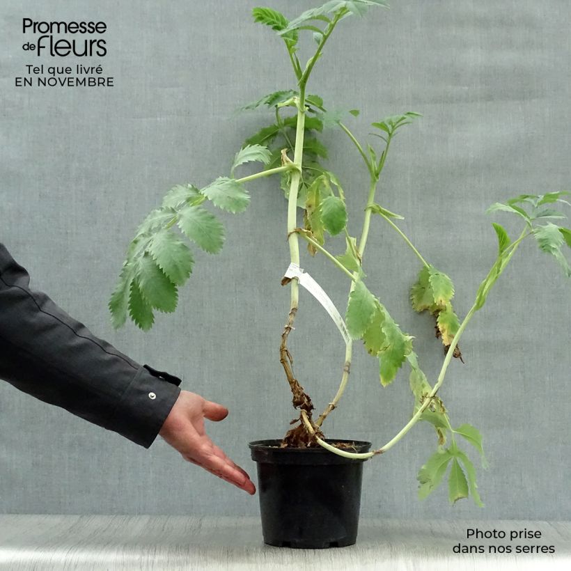 Exemplar von Melianthus major - Honigstrauch Topf mit 3L/4L wie im Herbst geliefert