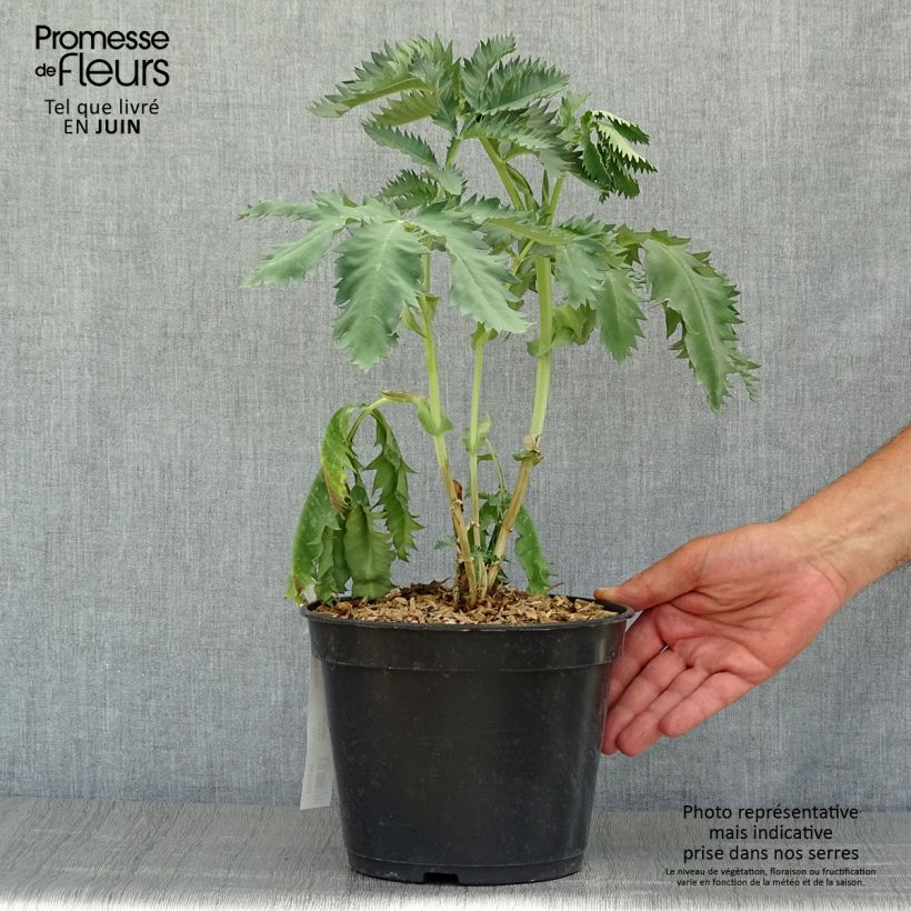 Exemplar von Melianthus major - Honigstrauch Topf mit 3L/4L wie im Sommer geliefert