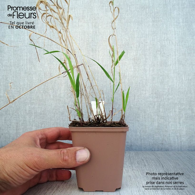 Exemplar von Melica altissima Atropurpurea - Hohes Perlgras Kleine Töpfe von 8/9 cm wie im Herbst geliefert
