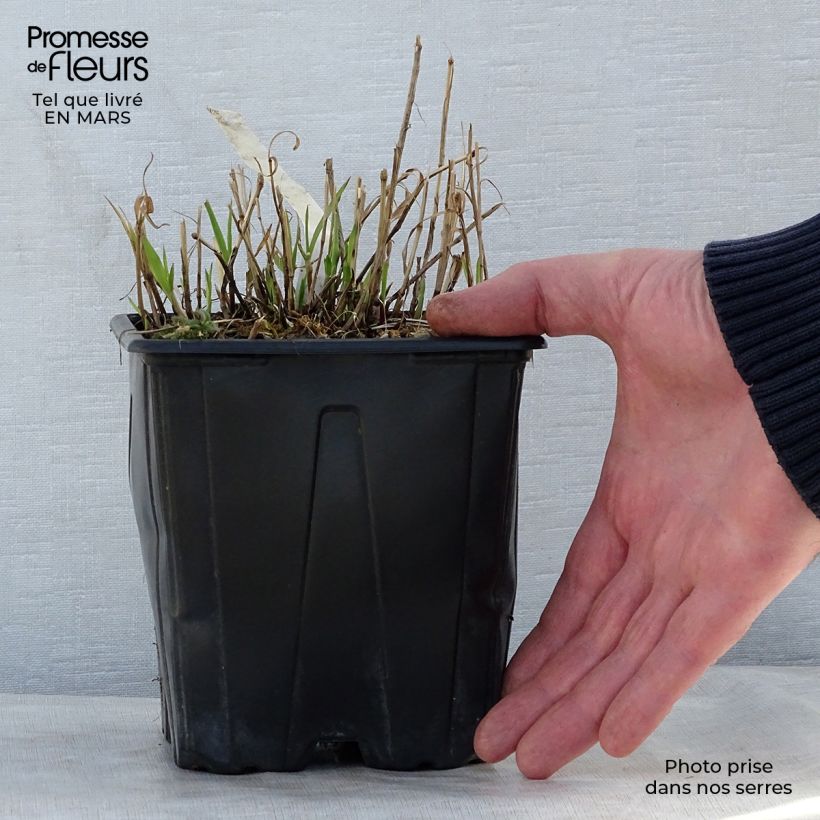 Exemplar von Melica altissima Atropurpurea - Hohes Perlgras Topf mit 2L/3L wie im Frühjahr geliefert