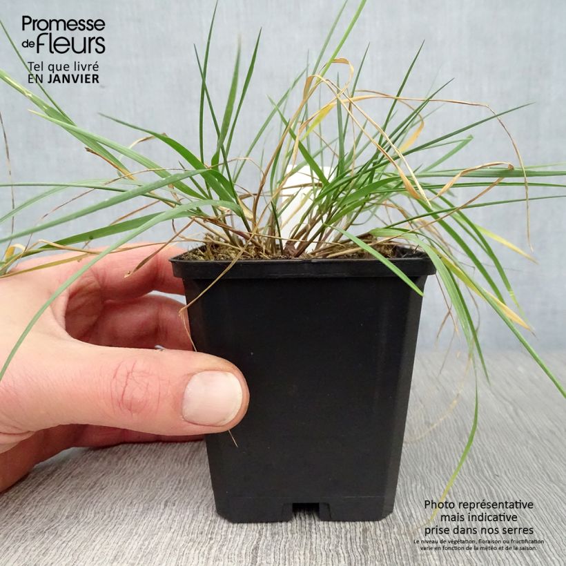 Exemplar von Melica ciliata - Wimper-Perlgras Kleine Töpfe von 8/9 cm wie im Winter geliefert