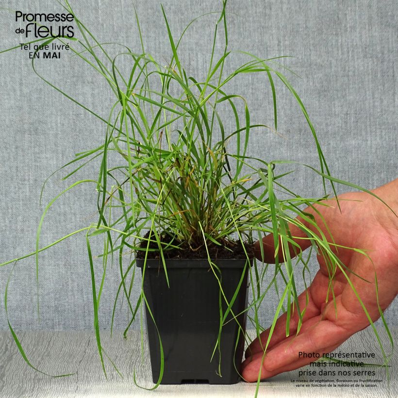 Exemplar von Melica ciliata - Wimper-Perlgras Kleine Töpfe von 8/9 cm wie im Frühjahr geliefert