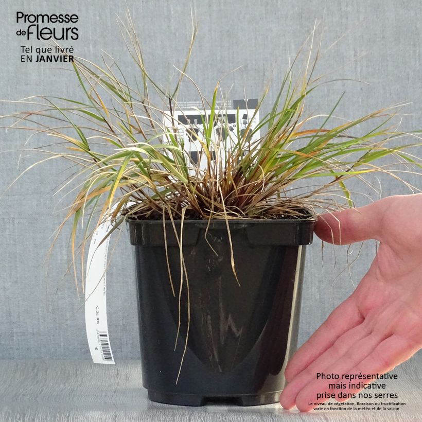 Exemplar von Melica ciliata - Wimper-Perlgras Topf mit 2L/3L wie im Winter geliefert