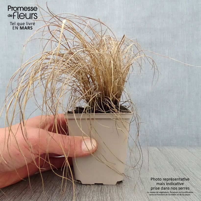 Exemplar von Melinis nerviglumis - Rubingras Kleine Töpfe von 8/9 cm wie im Frühjahr geliefert