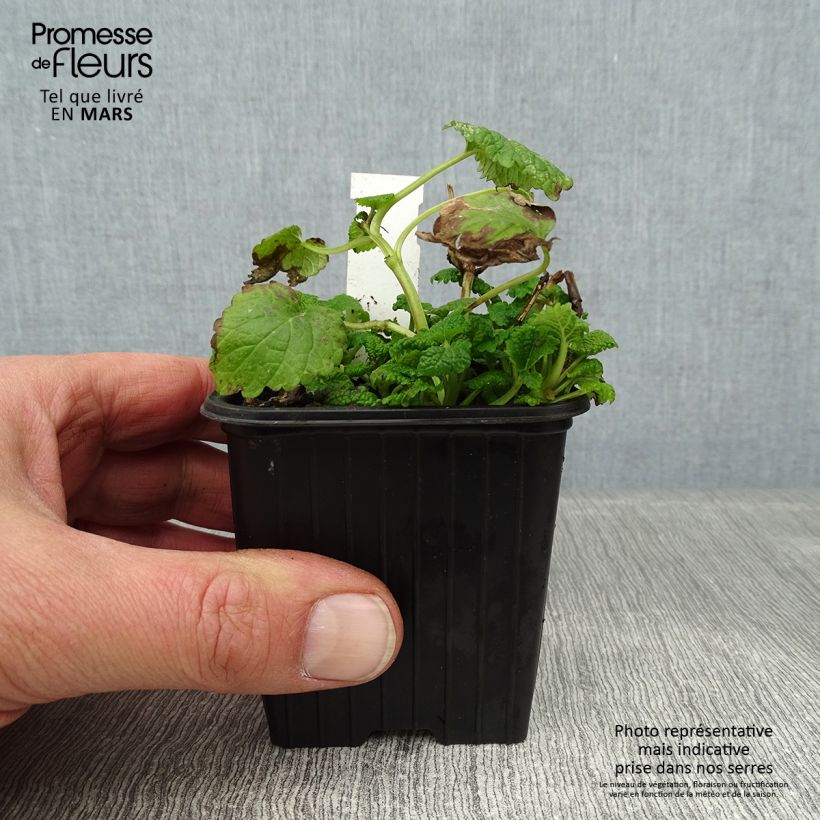 Exemplar von Melisse Aurea - Melissa officinalis Kleine Töpfe von 8/9 cm wie im Winter geliefert