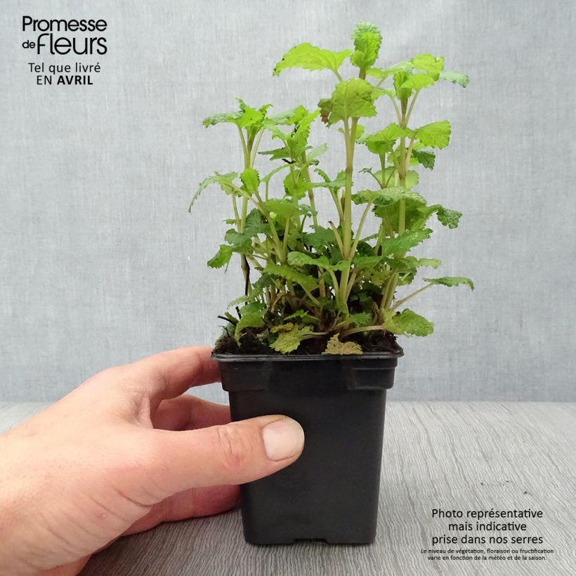 Exemplar von Bio-Zitronenmelisse in Pflanzen wie im Frühjahr geliefert