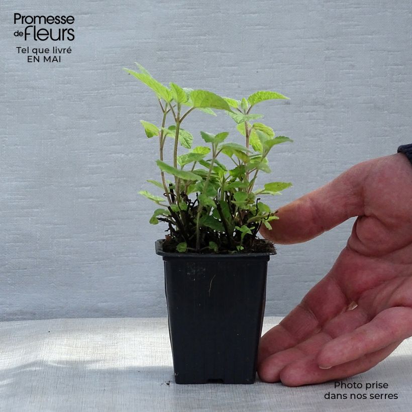 Exemplar von Melisse Altissima - Melissa officinalis Kleine Töpfe von 7/8 cm wie im Frühjahr geliefert