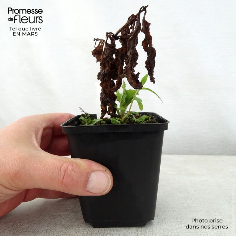 Exemplar von Immenblatt - Melittis melissophyllum Kleine Töpfe von 8/9 cm wie im Frühjahr geliefert