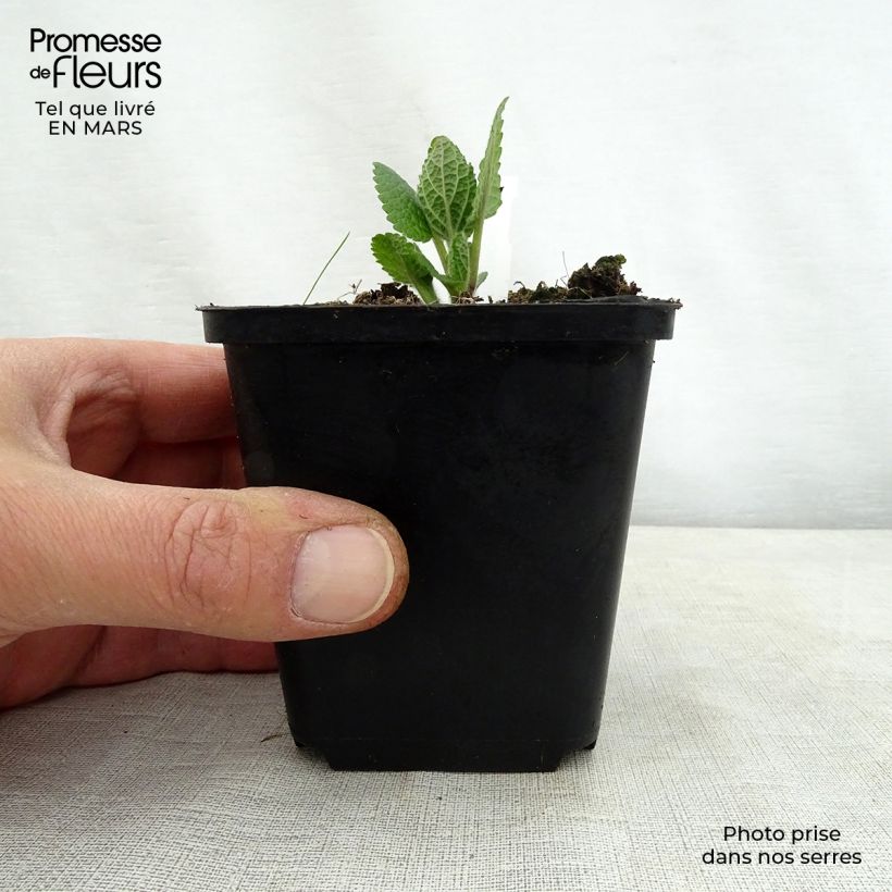 Exemplar von Immenblatt Alba - Melittis melissophyllum Kleine Töpfe von 8/9 cm wie im Frühjahr geliefert