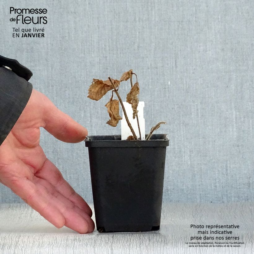 Exemplar von Immenblatt Alba - Melittis melissophyllum Kleine Töpfe von 8/9 cm wie im Winter geliefert