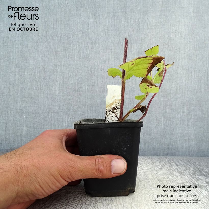 Exemplar von Immenblatt Alba - Melittis melissophyllum Kleine Töpfe von 8/9 cm wie im Herbst geliefert