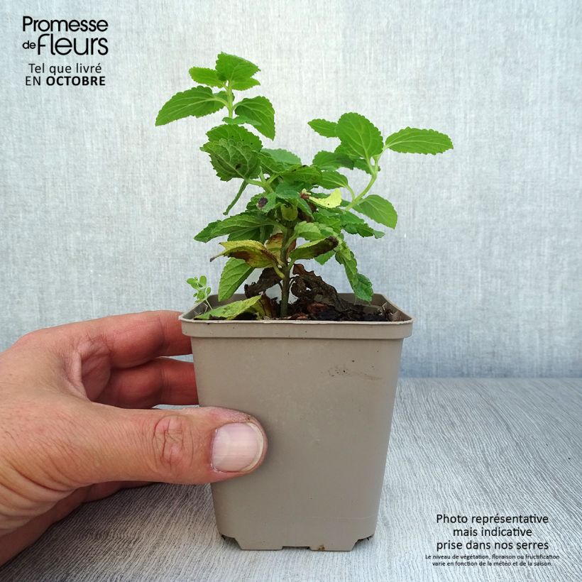 Exemplar von Immenblatt - Melittis melissophyllum Kleine Töpfe von 8/9 cm wie im Herbst geliefert