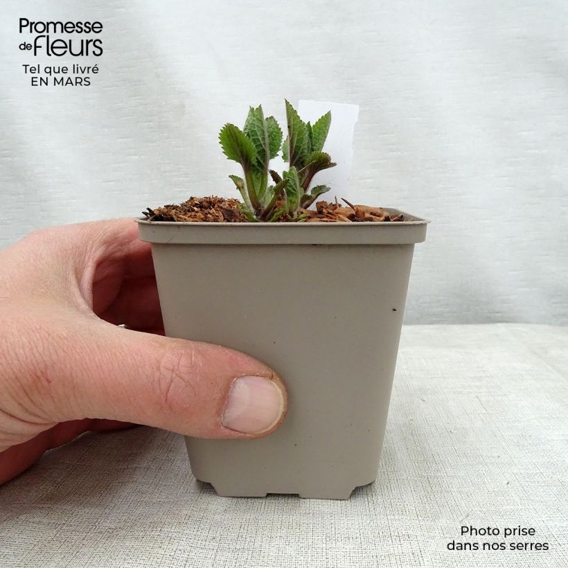 Exemplar von Immenblatt Royal Velvet - Melittis melissophyllum Kleine Töpfe von 8/9 cm wie im Frühjahr geliefert