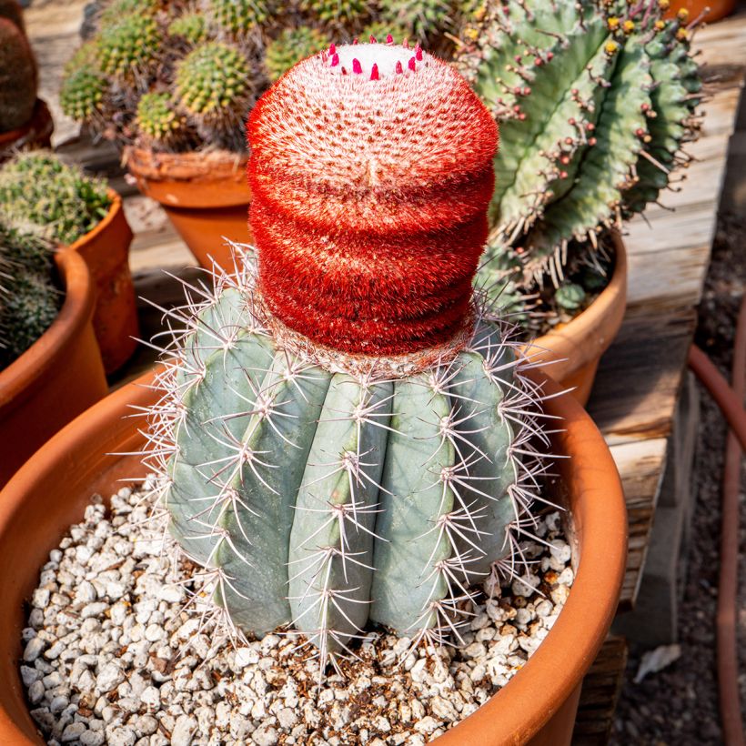 Melonenkaktus - Melocactus azureus (Wuchs)