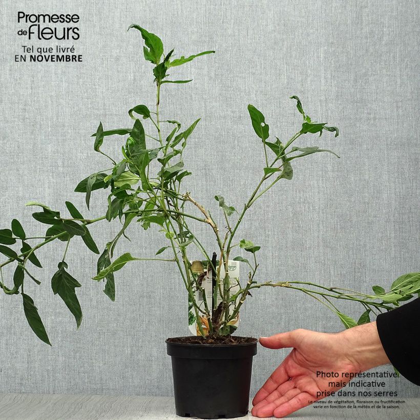 Exemplar von Pepino - Solanum muricatum Topf mit 1,5L/2L wie im Herbst geliefert