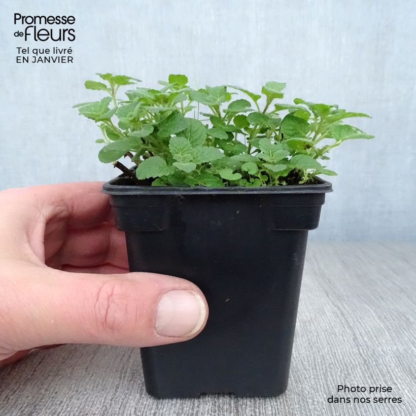 Exemplar von Zitronen-Minze Bergamote - Mentha citrata Kleine Töpfe von 8/9 cm wie im Winter geliefert
