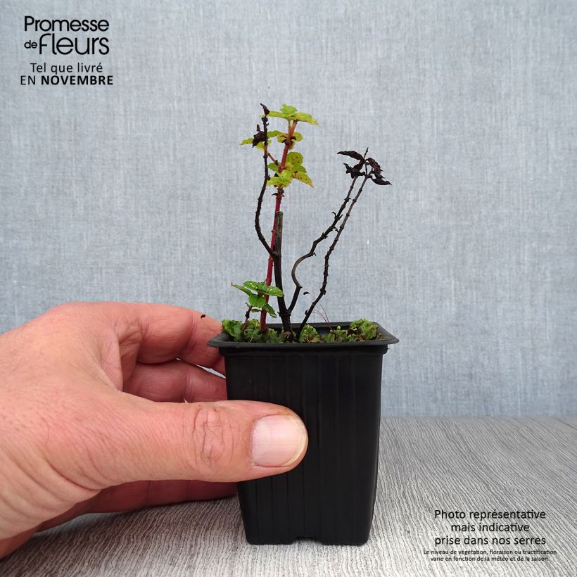 Exemplar von Chinesische Minze - Mentha haplocalyx Kleine Töpfe von 8/9 cm wie im Herbst geliefert