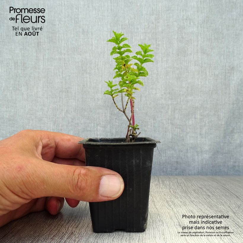 Exemplar von Chinesische Minze - Mentha haplocalyx Kleine Töpfe von 8/9 cm wie im Sommer geliefert