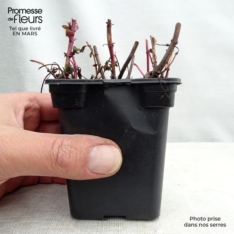 Exemplar von Chinesische Minze - Mentha haplocalyx Kleine Töpfe von 8/9 cm wie im Winter geliefert