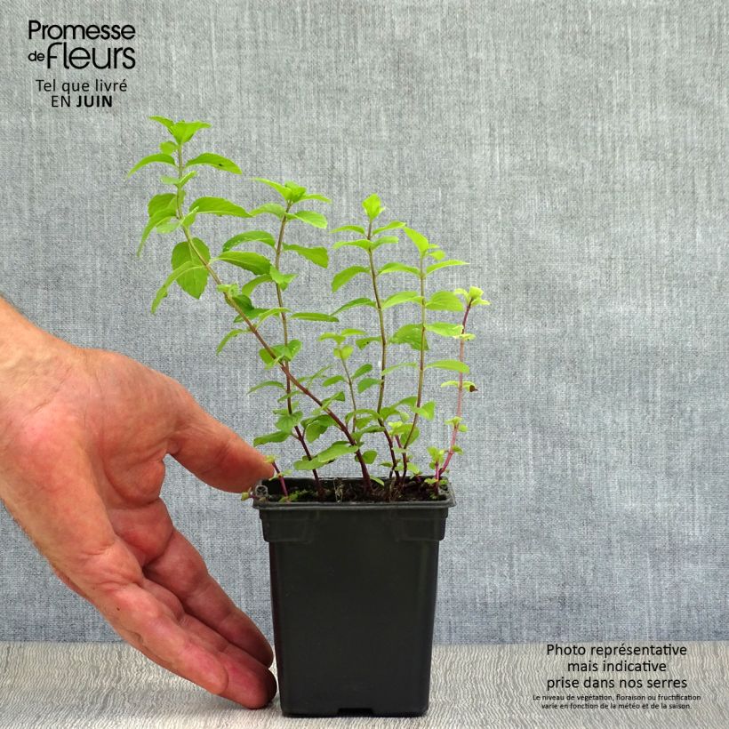 Exemplar von Zitronen-Minze - Mentha citrata Kleine Töpfe von 8/9 cm wie im Sommer geliefert