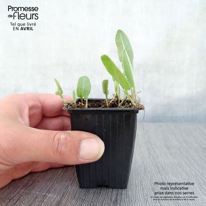 Exemplar von Marienblatt - Tanacetum balsamita Kleine Töpfe von 7/8 cm wie im Frühjahr geliefert