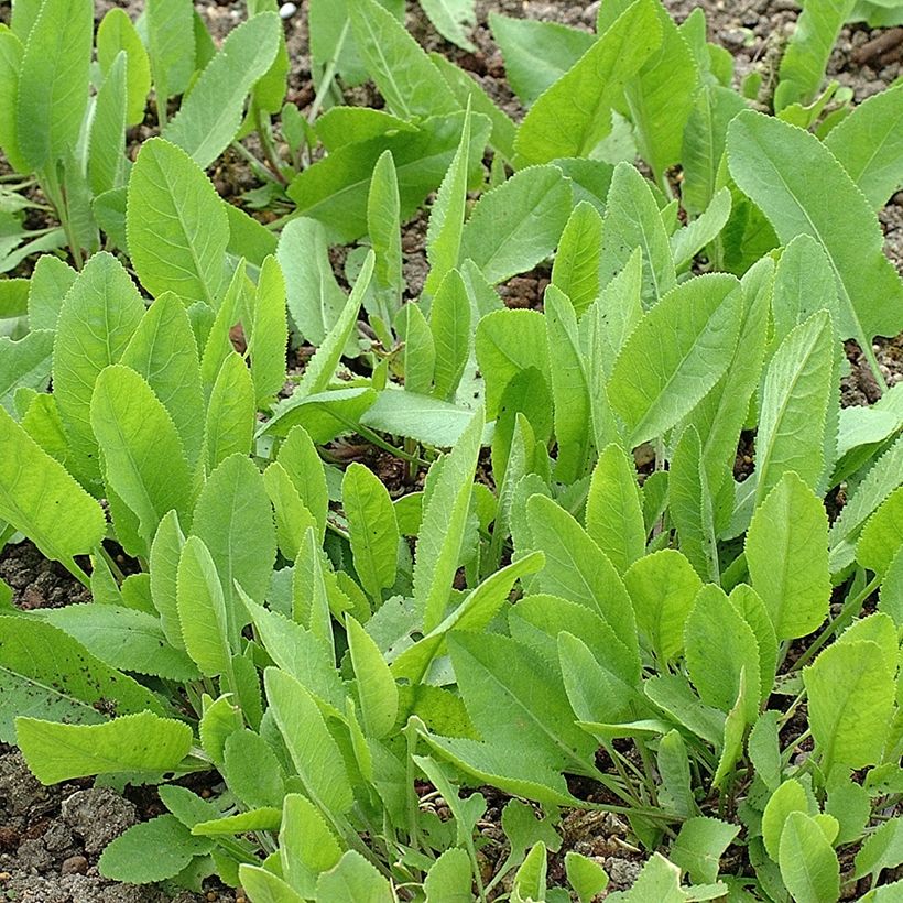 Marienblatt - Tanacetum balsamita (Hafen)