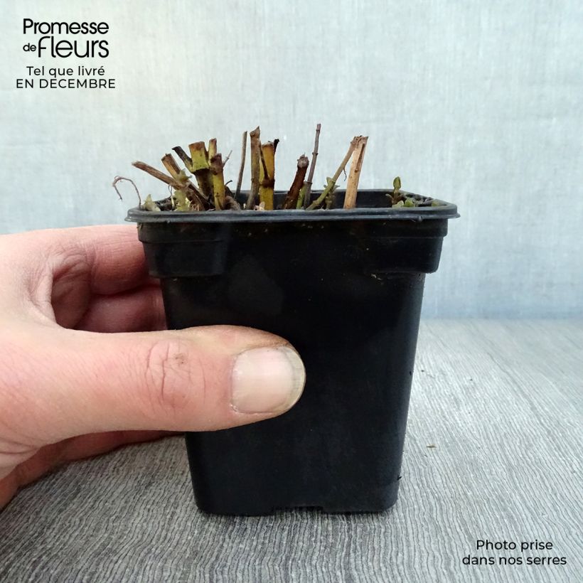 Exemplar von Zitronen-Minze Eau de Cologne Bio - Mentha citrata Kleine Töpfe von 7/8 cm wie im Winter geliefert