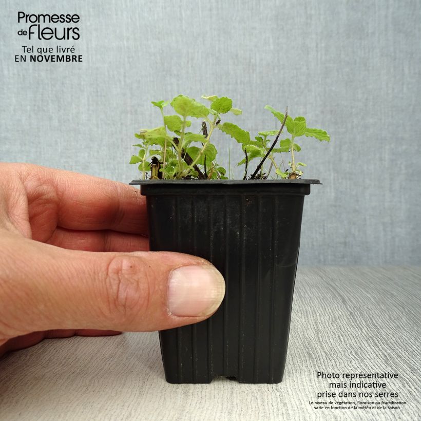 Exemplar von Ähren-Minze Fraise Bio - Mentha spicata Kleine Töpfe von 7/8 cm wie im Herbst geliefert