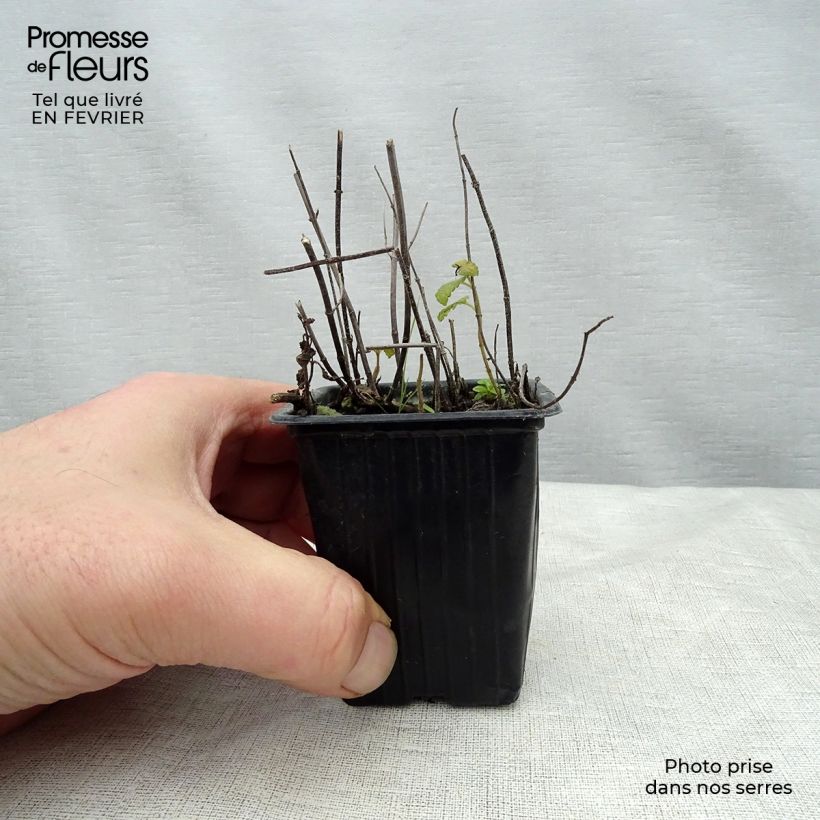 Exemplar von Ähren-Minze Fraise Bio - Mentha spicata Kleine Töpfe von 7/8 cm wie im Winter geliefert