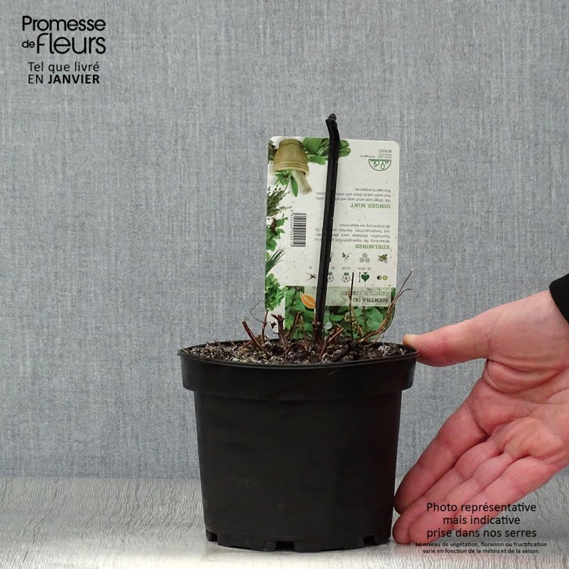 Exemplar von Pfefferminze Ginger - Mentha piperita Topf mit 1,5L/2L wie im Winter geliefert