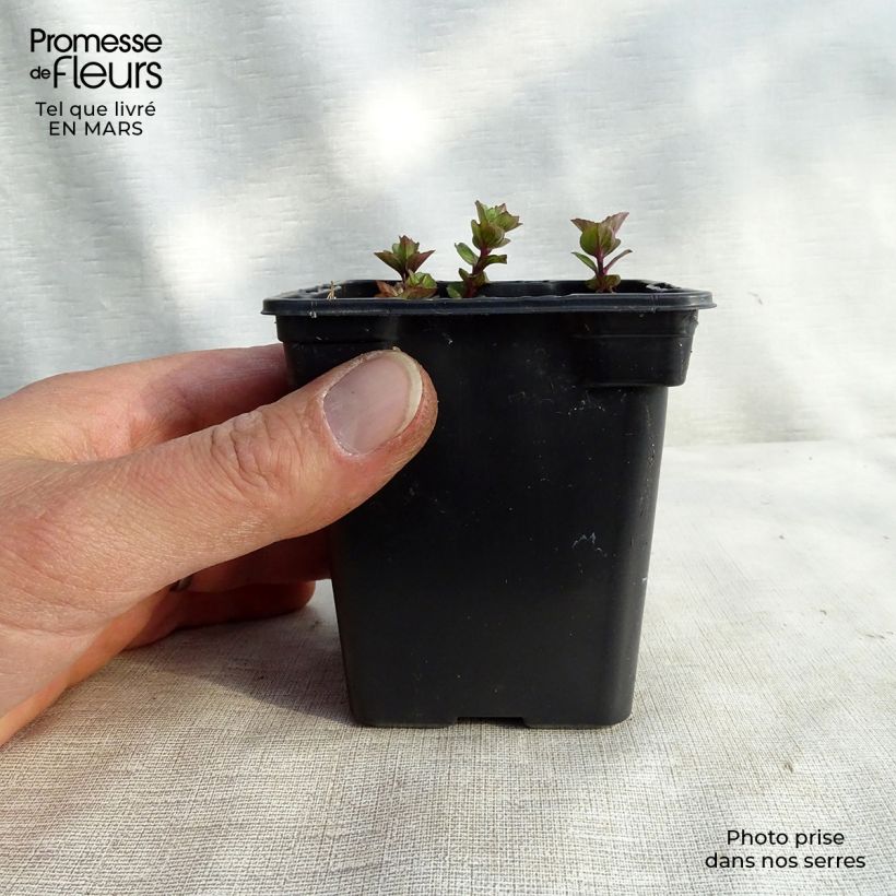 Exemplar von Zitronen-Minze Goût d'Orange bio - Mentha citrata Kleine Töpfe von 8/9 cm wie im Winter geliefert