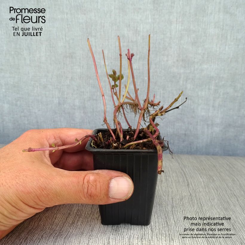 Exemplar von Zitronen-Minze Goût d'Orange - Mentha citrata Kleine Töpfe von 8/9 cm wie im Sommer geliefert