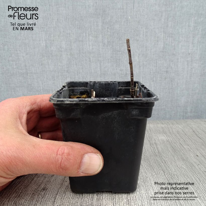 Exemplar von Ähren-Minze Wintergreen - Mentha spicata Kleine Töpfe von 8/9 cm wie im Winter geliefert