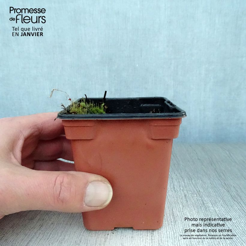 Exemplar von Hemingway-Mint Mojito - Mentha hemingwayensis Kleine Töpfe von 7/8 cm wie im Winter geliefert