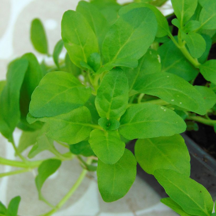 Polei-Minze - Mentha pulegium (Laub)