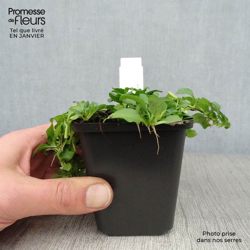 Exemplar von Polei-Minze - Mentha pulegium Kleine Töpfe von 8/9 cm wie im Winter geliefert