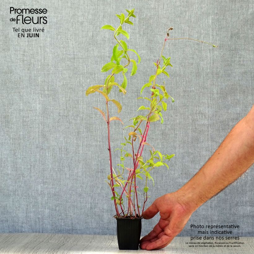 Exemplar von Ähren-Minze Russe - Mentha spicata Kleine Töpfe von 7/8 cm wie im Sommer geliefert