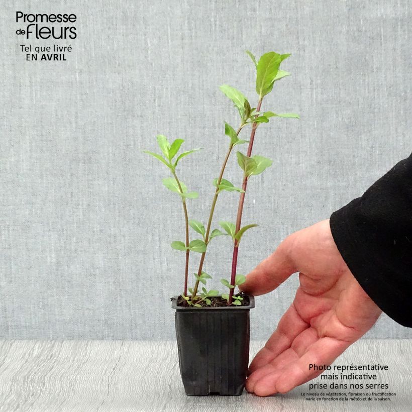 Exemplar von Ähren-Minze Russe - Mentha spicata Kleine Töpfe von 7/8 cm wie im Frühjahr geliefert