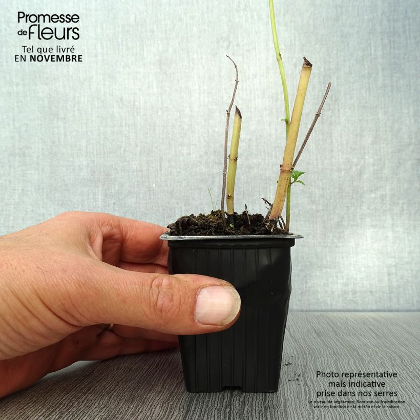 Exemplar von Ähren-Minze Russe - Mentha spicata Kleine Töpfe von 7/8 cm wie im Herbst geliefert