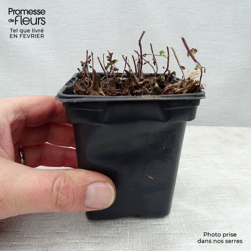 Exemplar von Minze Tunisienne - Mentha Kleine Töpfe von 8/9 cm wie im Winter geliefert