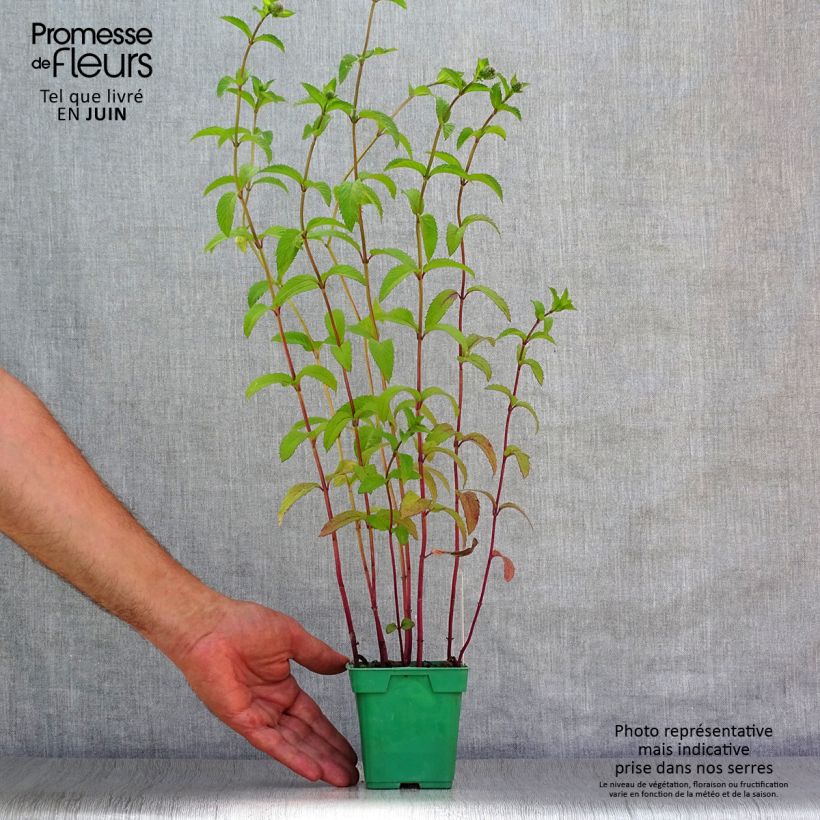Exemplar von Pfefferminze Citaro - Mentha piperita Topf 10 cm/11cm wie im Sommer geliefert