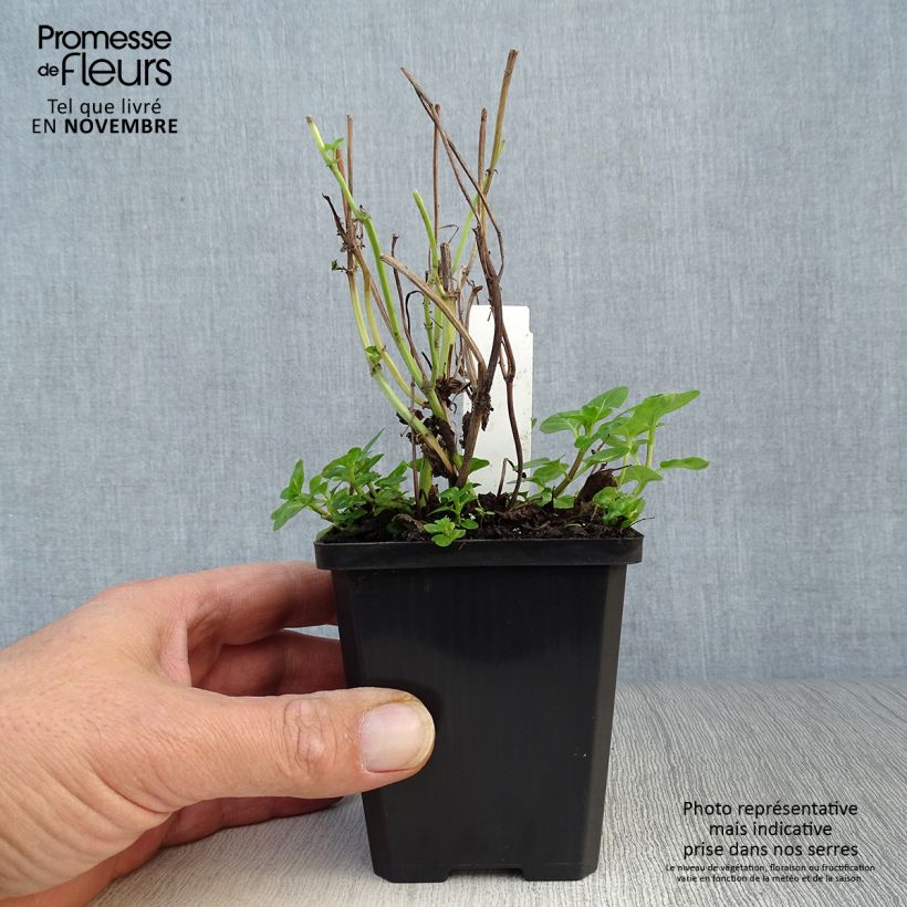 Exemplar von Wasser-Minze - Mentha aquatica Kleine Töpfe von 8/9 cm wie im Herbst geliefert