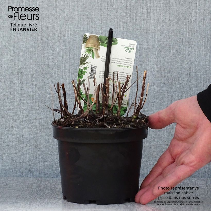 Exemplar von Asiatische Minze Var Asiatica - Mentha asiatica Topf mit 1,5L/2L wie im Winter geliefert